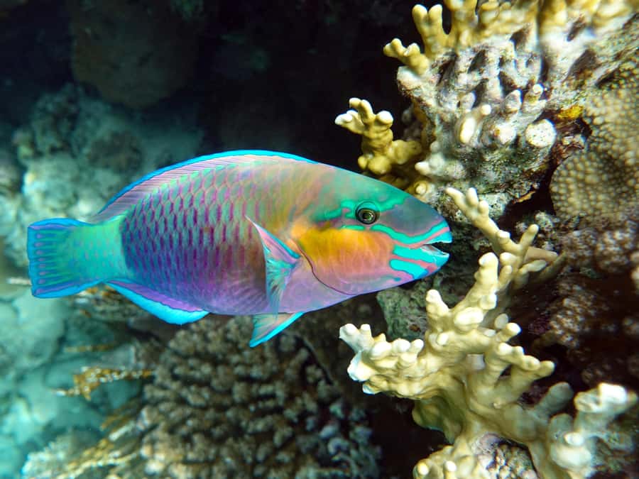 Muscat: Daymaniat Islands Snorkeling Tour with Refreshments - What is served on board