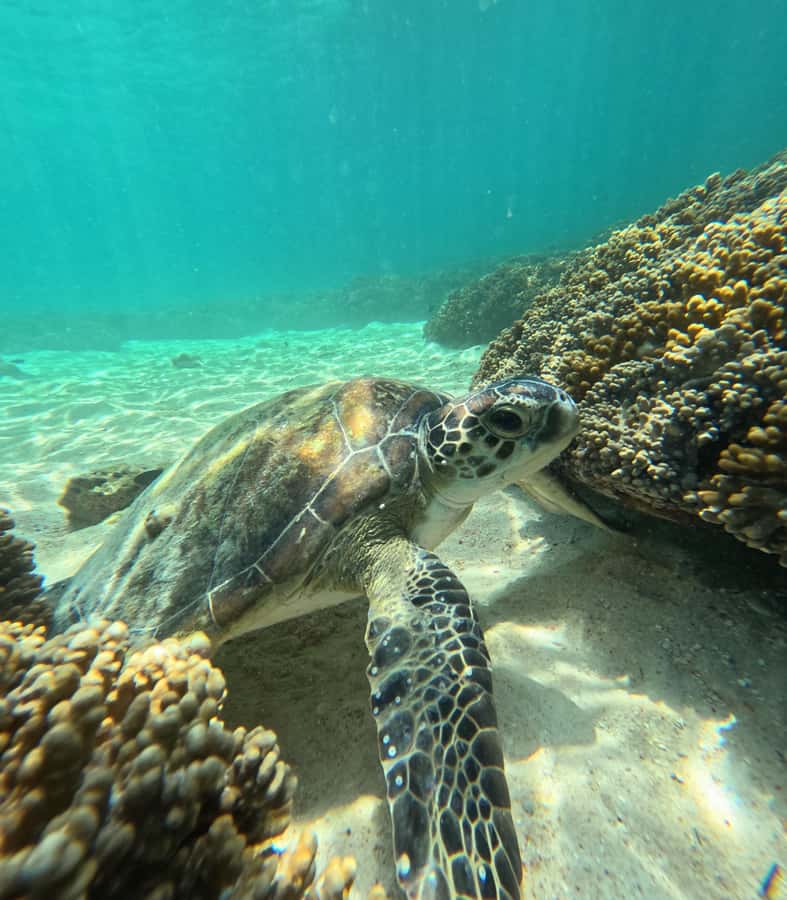 Muscat: Daymaniat Islands Snorkeling Tour with Refreshments - Is $72 a fair price?