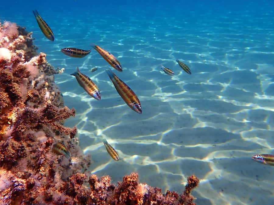 Muscat: Daymaniat Islands Snorkeling Tour with Refreshments - Who will enjoy this outing most