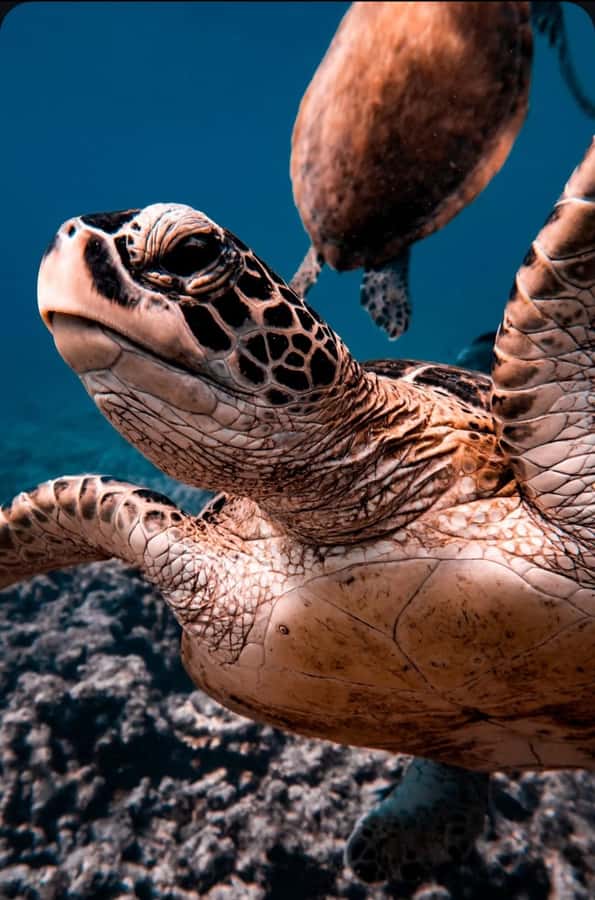 Muscat: Daymaniat Islands Snorkeling Tour with Refreshments - Leaving Seeb Port on a fast boat
