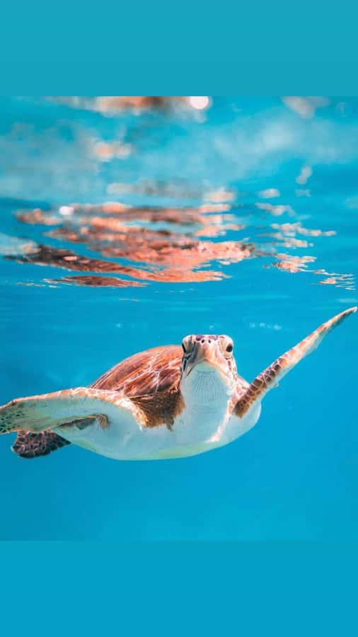 Muscat: Daymaniat Islands Snorkeling Trip with Brunch - The second stop and the seasonal island visit