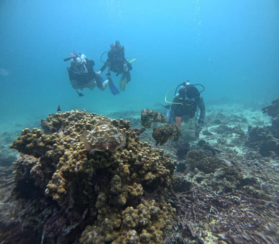 Muscat: Daymaniat Islands Try Scuba Diving - What makes this trip memorable