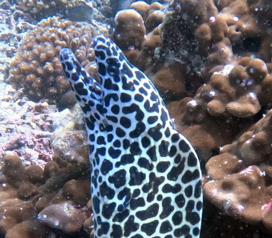Muscat: Daymaniat Islands Try Scuba Diving - From Seeb Marina to the Daymaniyat Islands