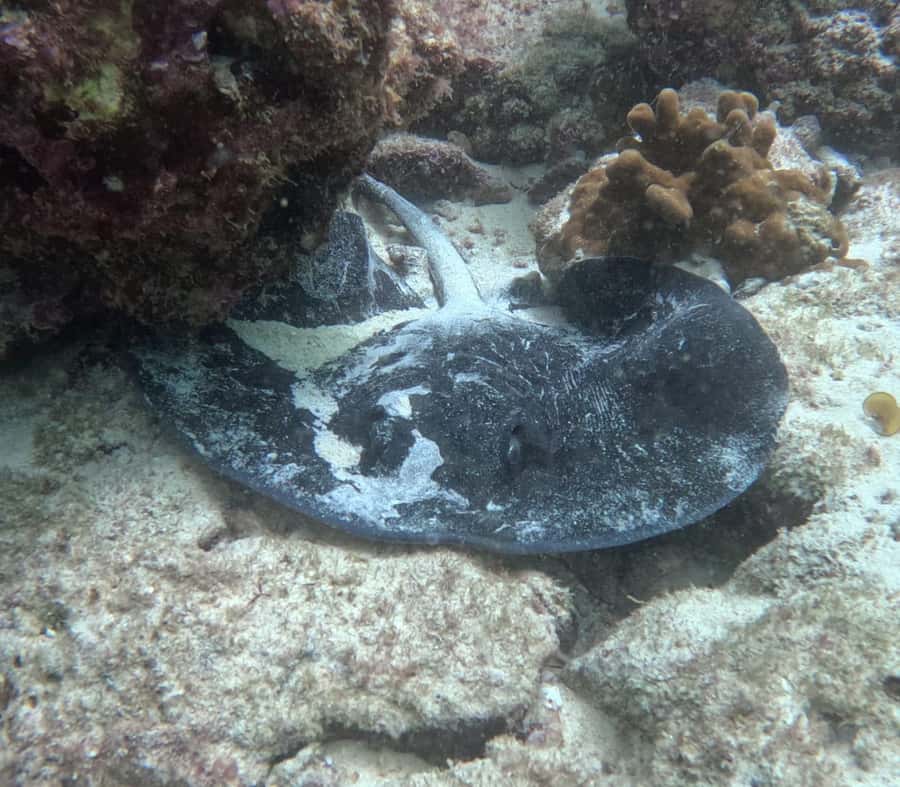 Muscat: Daymaniat Islands Try Scuba Diving - Food, drinks, and the break between sessions