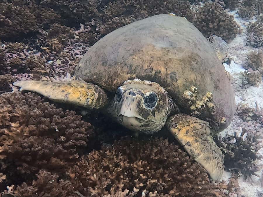 Muscat: Daymaniat Islands Try Scuba Diving - Is $217 a fair price?