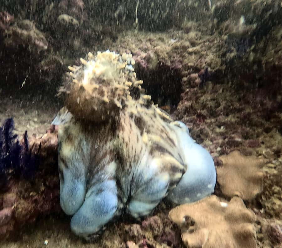 Muscat: Daymaniat Islands Try Scuba Diving - Who should book this experience?