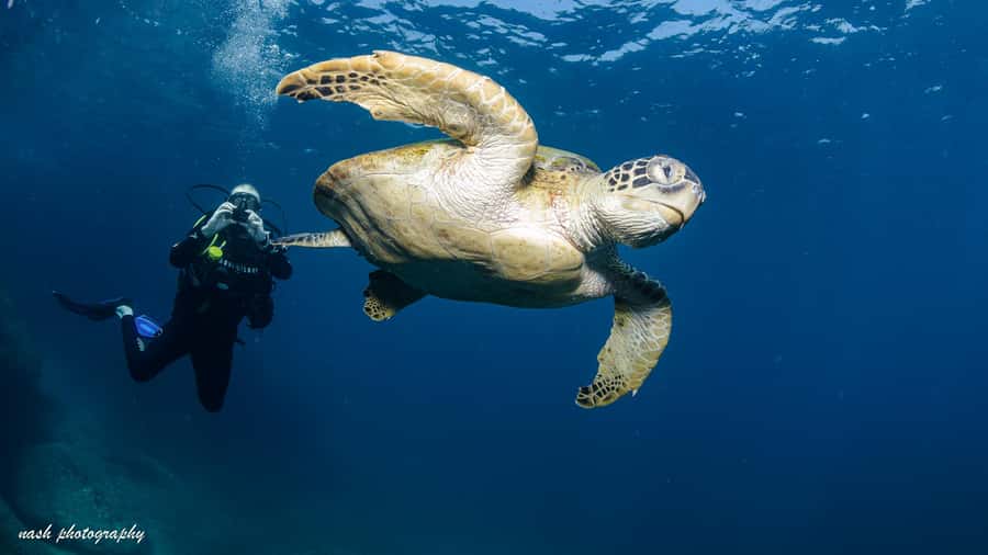 Muscat: Daymaniyat Island Scuba Dive 2 locations + BBQ Lunch - First 1.5-hour scuba session at Daymaniyat