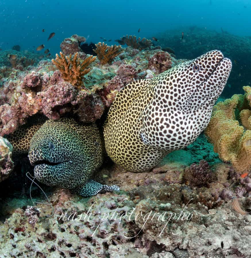 Muscat: Daymaniyat Island Scuba Dive 2 locations + BBQ Lunch - The BBQ lunch and surface break