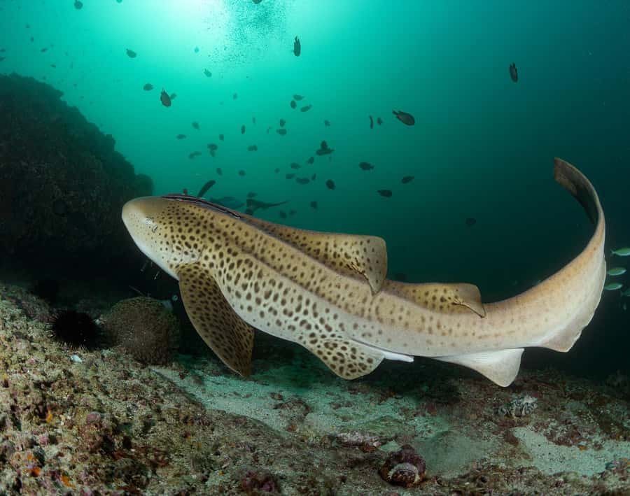 Muscat: Daymaniyat Island Scuba Dive 2 locations + BBQ Lunch - Who should book this Daymaniyat trip?