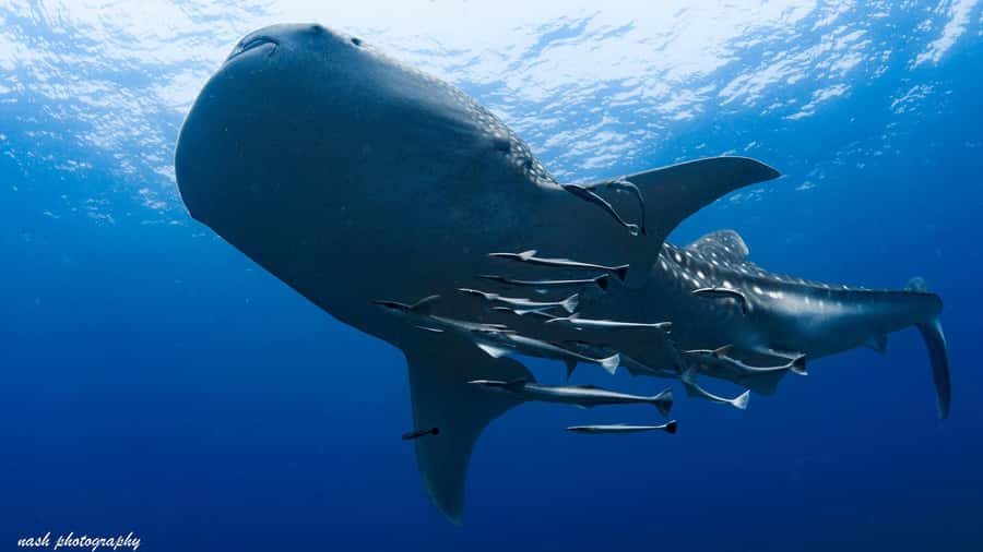 Muscat: Daymaniyat Island Scuba Dive 2 locations + BBQ Lunch - A 45-minute speedboat ride across the Gulf of Oman
