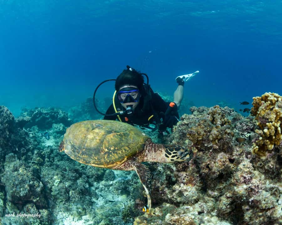 MUSCAT: Daymaniyat Island Snorkeling & Try-Dive + BBQ Lunch - Key points to know before booking