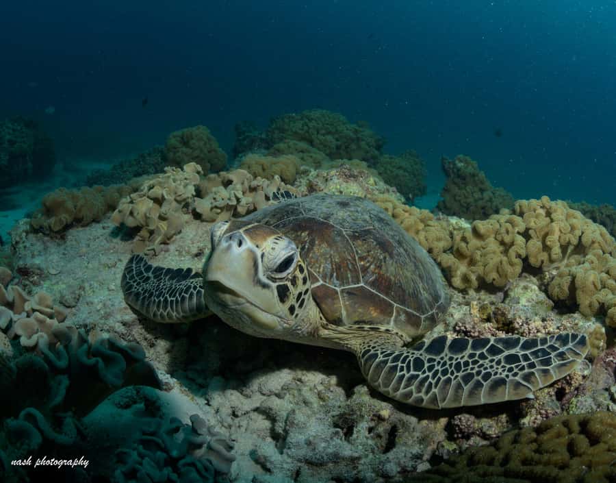MUSCAT: Daymaniyat Island Snorkeling & Try-Dive + BBQ Lunch - Your first scuba session, guided one on one
