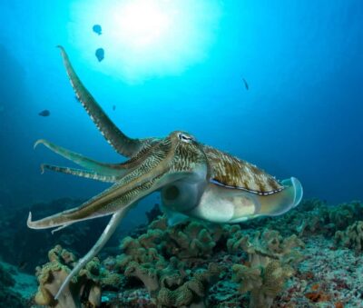 Daymaniyat Island Snorkeling & Try-Dive + BBQ Lunch