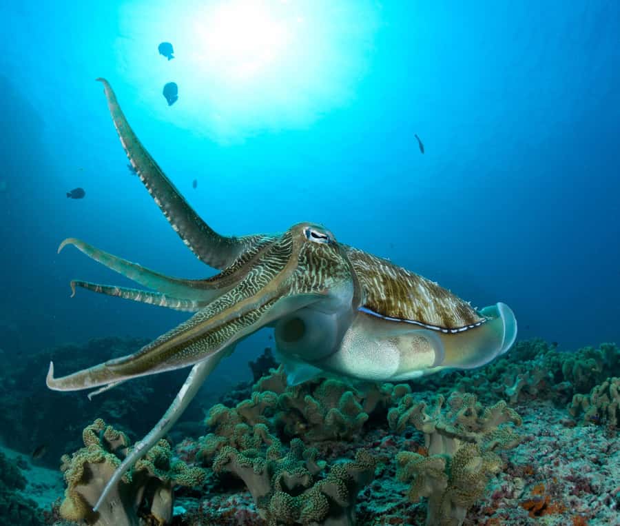MUSCAT: Daymaniyat Island Snorkeling & Try-Dive + BBQ Lunch - The catamaran ride to the Daymaniyat Islands