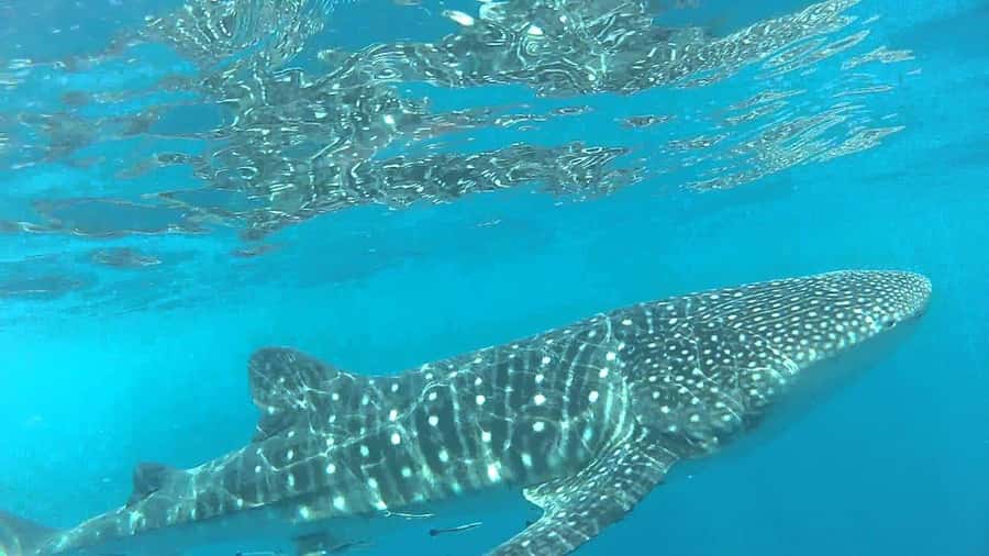 Muscat: Daymaniyat Island Snorkeling with Turtles Tour - Your first snorkeling stop with the turtles