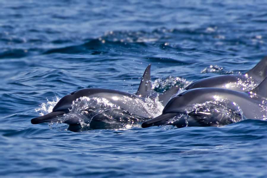 Muscat: Daymaniyat Islands Private Boat Tour with Snorkeling - What the $1,800 private price really means