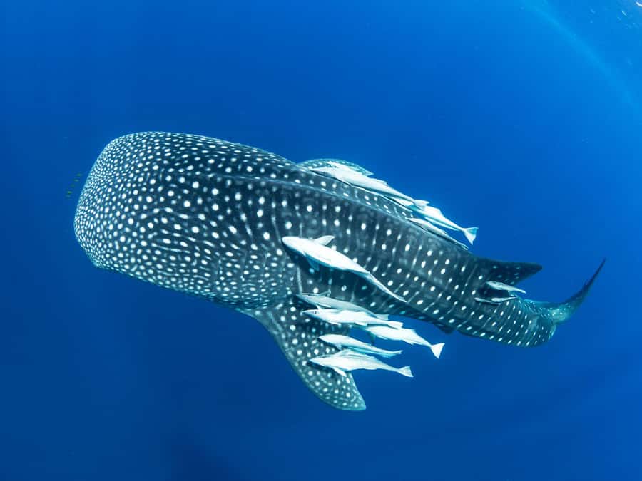 Muscat: Daymaniyat Islands Snorkeling Tour - Key points at a glance