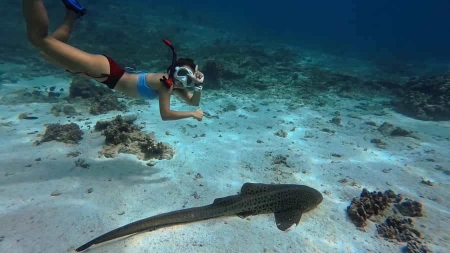 Muscat: Daymaniyat Islands Snorkeling Tour - Why Daymaniyat Islands make a good snorkeling trip