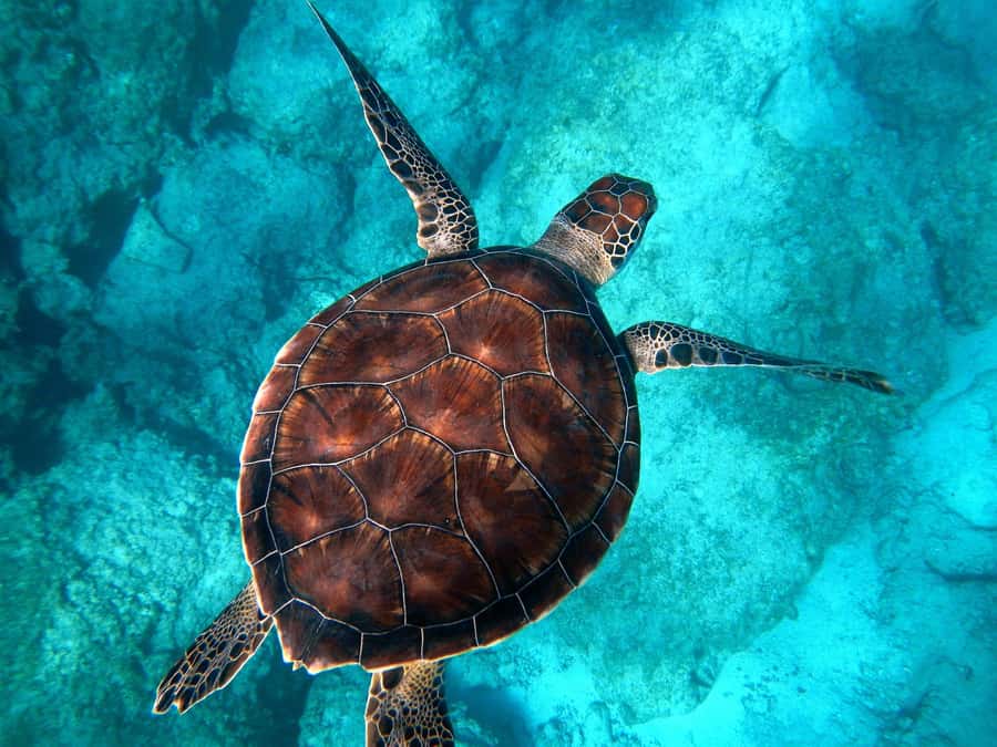 Muscat: Daymaniyat Islands Snorkeling Tour - The open motorboat ride and safety briefing