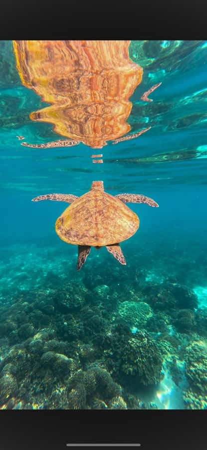 Muscat: Daymaniyat Islands Snorkeling Tour - What the food and service add to the day