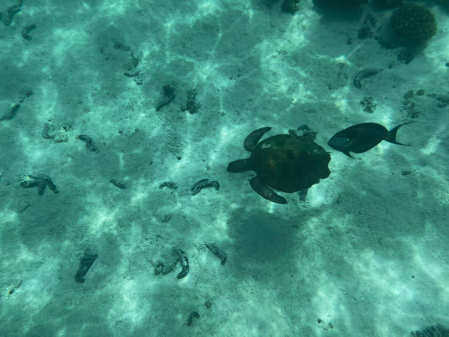 Muscat: Daymaniyat Islands Snorkeling Tour - Is $59 a fair price?
