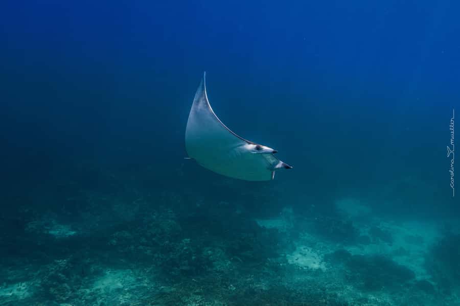 Muscat: Daymaniyat Islands Snorkeling Trip with BBQ Lunch - What $70 gets you