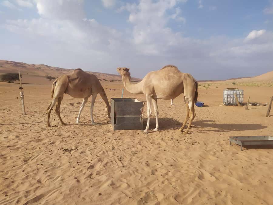Muscat: Desert & Wadi Bani Khalid Tour with Quad Bike Option - Guides, group size, and comfort