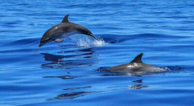 Dolphin Watch & Snorkel Excursion