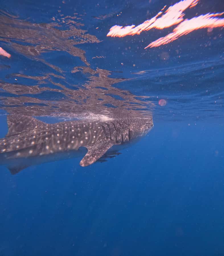 Muscat: Dolphin Watch & Snorkeling - The snorkeling stop: turtles, fish, and changing visibility
