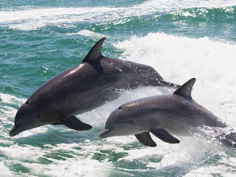 Muscat: Dolphin Watch & Snorkeling - Leaving Marina Bandar Rawda