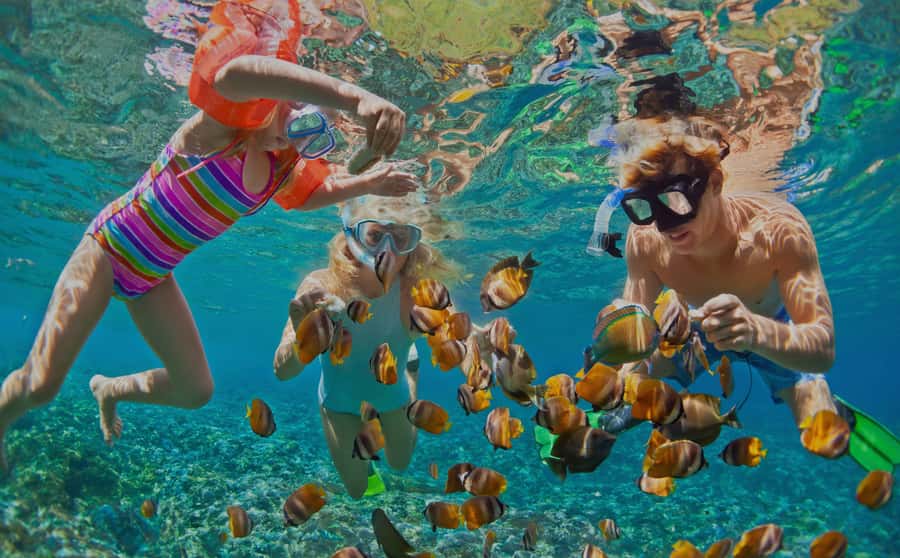 Muscat: Dolphin Watching and Snorkeling Tour - Key points at a glance