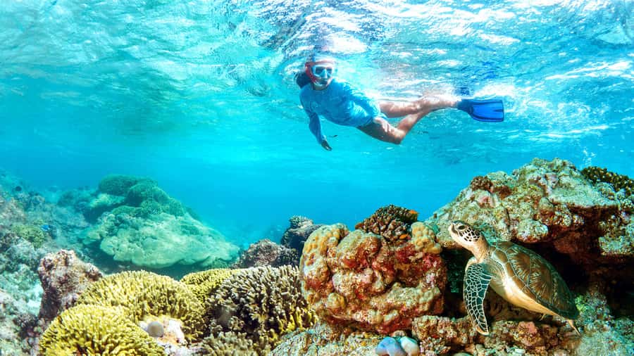 Muscat: Dolphin Watching and Snorkeling Tour - Dolphins first, turtles second