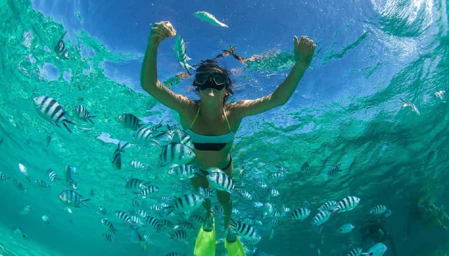 Muscat: Dolphin Watching and Snorkeling Tour - The four-hour schedule and transfers