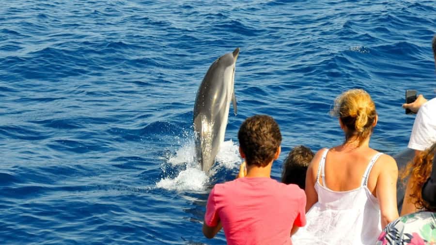 Muscat: Dolphin Watching and Snorkeling Tour - Should you book the Muscat dolphin and snorkeling tour?