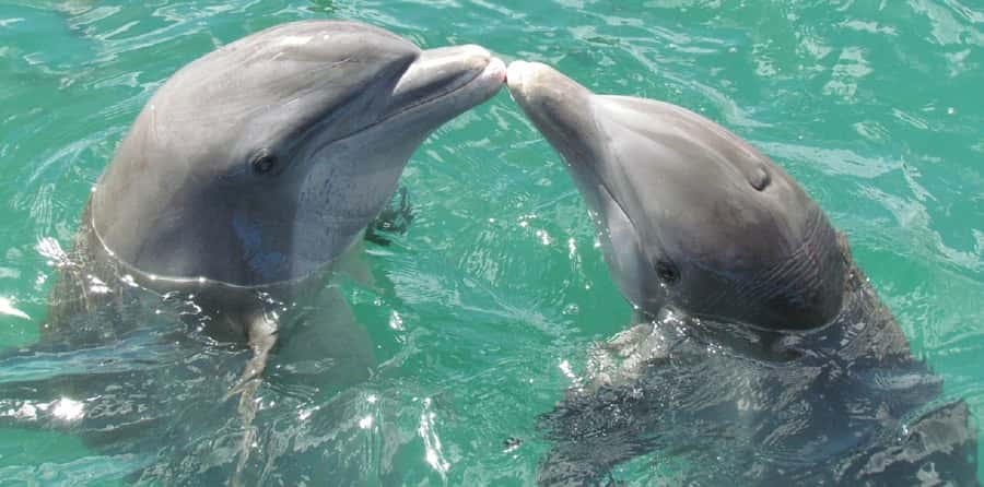 Muscat: Dolphin Watching and Snorkeling Tour - FAQ