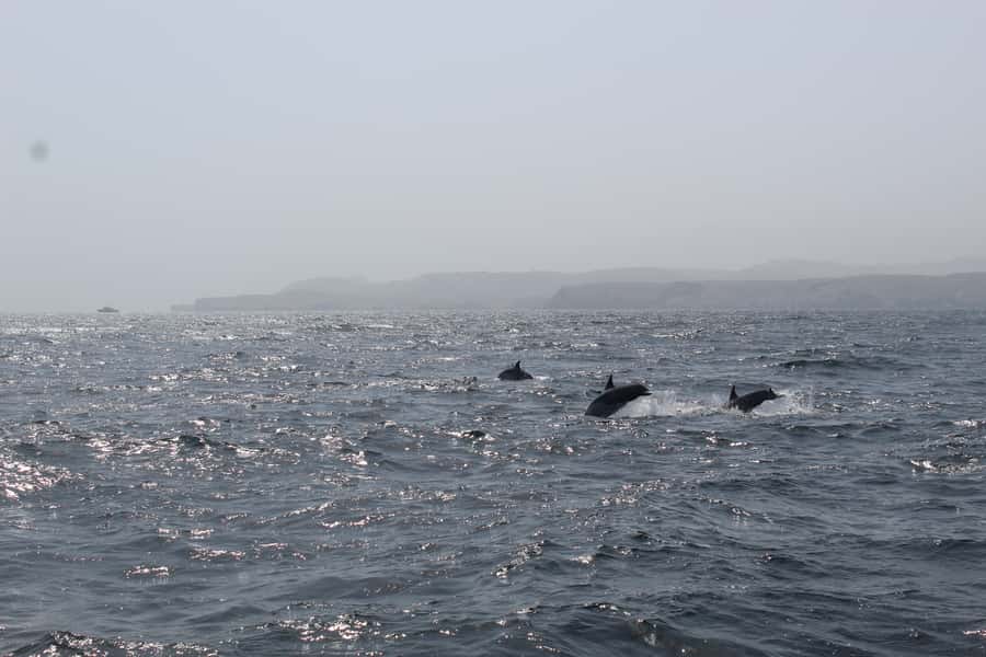 Muscat: Dolphin Watching and Snorkeling Tour By Speed Boat - Key points to know before you book