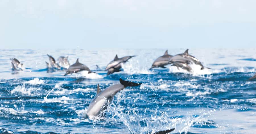 Muscat: Dolphin Watching and Snorkeling Tour - What the dolphin search feels like on the water