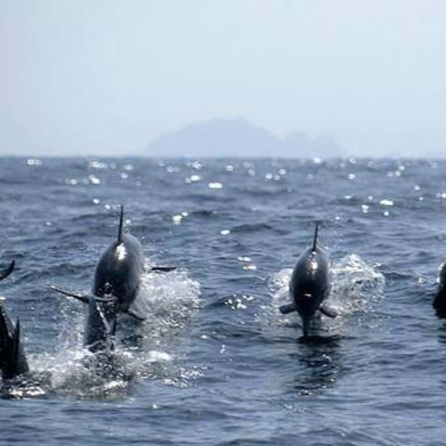 Muscat: Dolphin Watching and Snorkeling Trip - Key points at a glance
