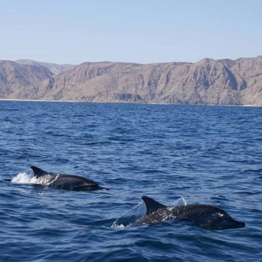 Muscat: Dolphin Watching and Snorkeling Trip - What the strongest praise tells you