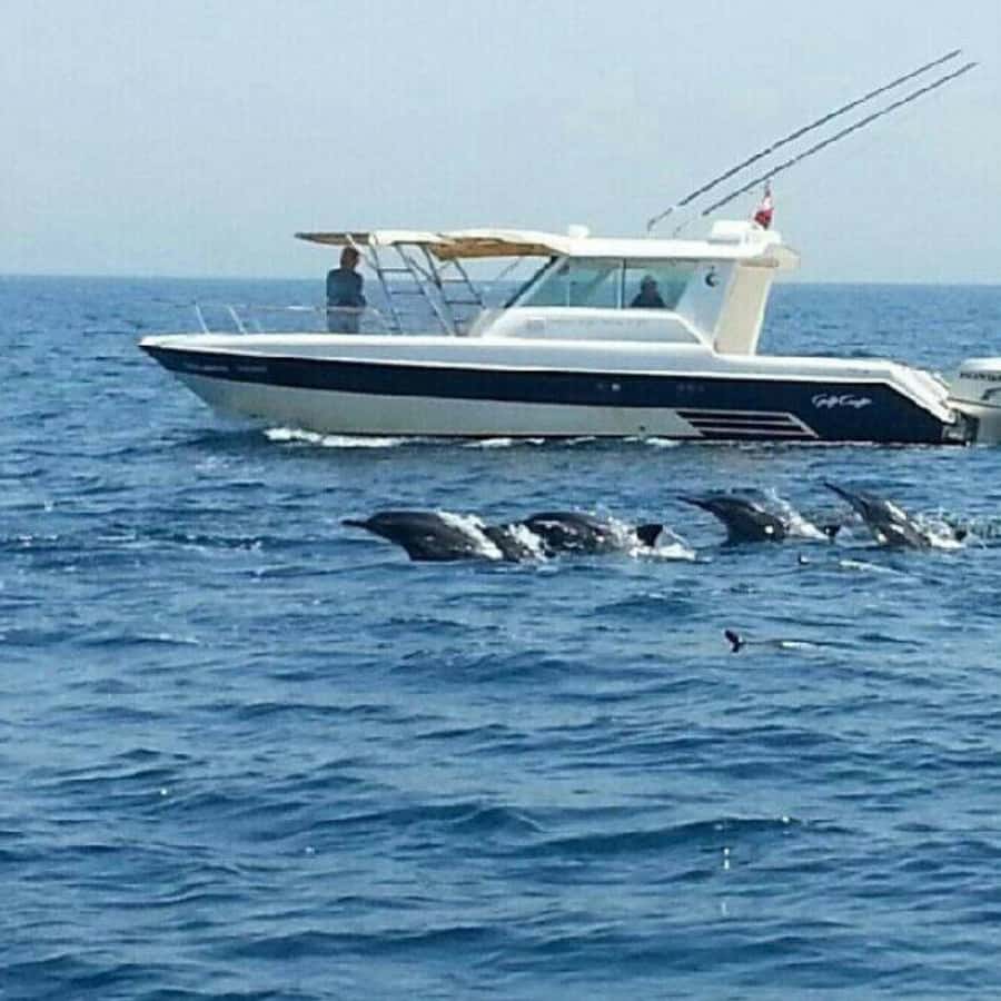 Muscat: Dolphin Watching and Snorkeling Trip - Two hours looking for dolphins