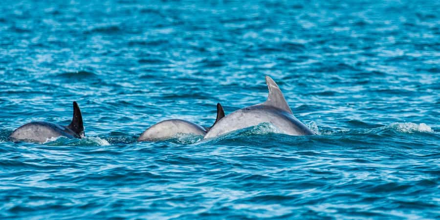 Muscat: Dolphin Watching Boat Amazing Trip - Key points to know before boarding