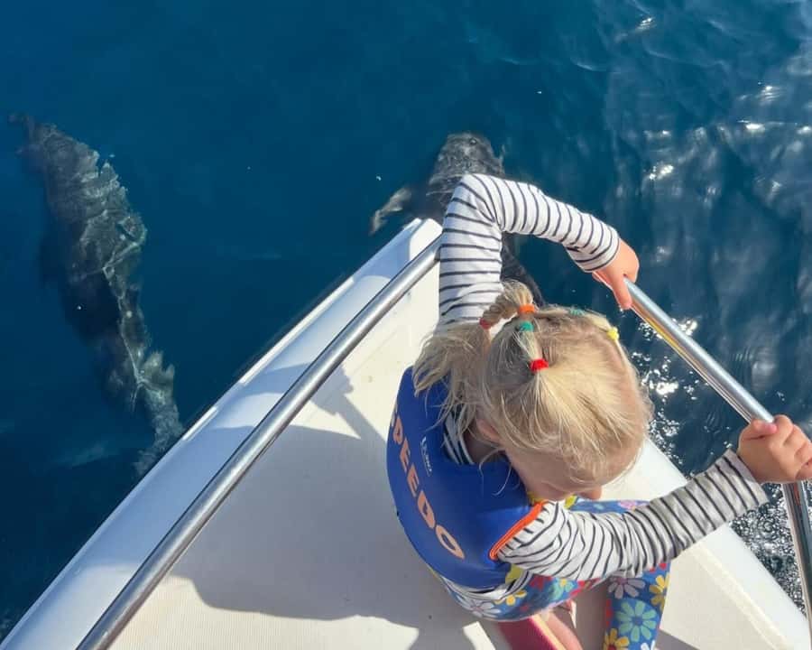 Muscat: Dolphin Watching Boat Amazing Trip - Dolphin watching without a zoo fence