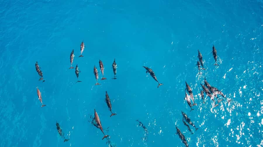 Muscat: Dolphin Watching Boat Amazing Trip - Should you book the Muscat dolphin trip?