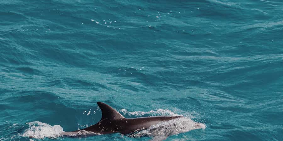 Muscat: Dolphin Watching Boat Tour - Chasing dolphins off Muscat’s coast