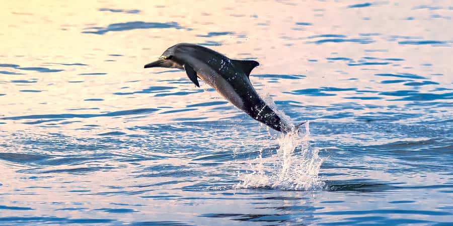 Muscat: Dolphin Watching Boat Tour - The boat, crew, and onboard comfort