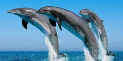 Dolphin Watching Boat Tour