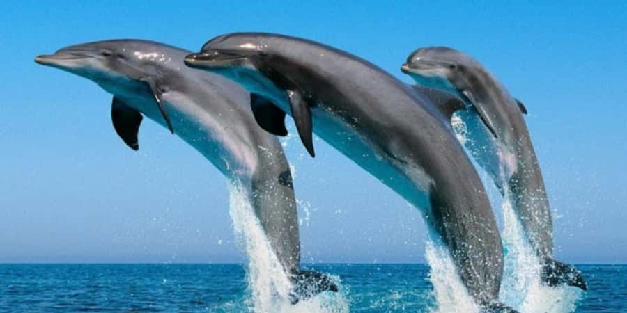 Muscat: Dolphin Watching Boat Tour - What the two-hour itinerary feels like