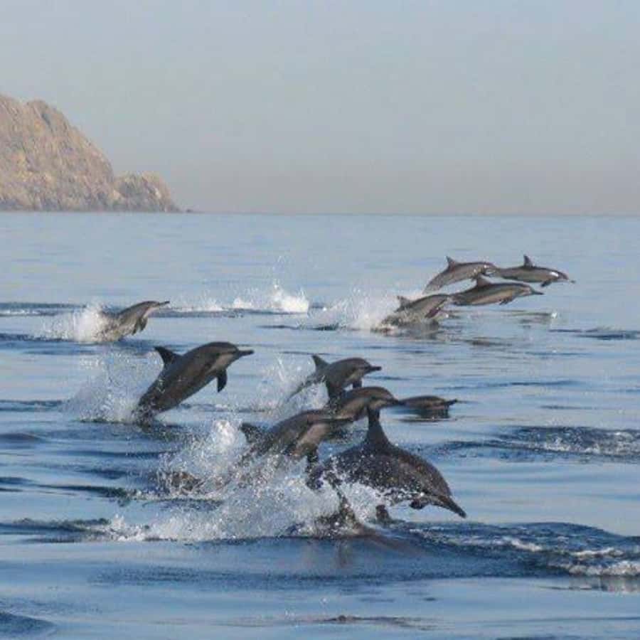 Muscat: Dolphin Watching Boat Trip with Snacks & Local Guide - Finding the best place on the boat