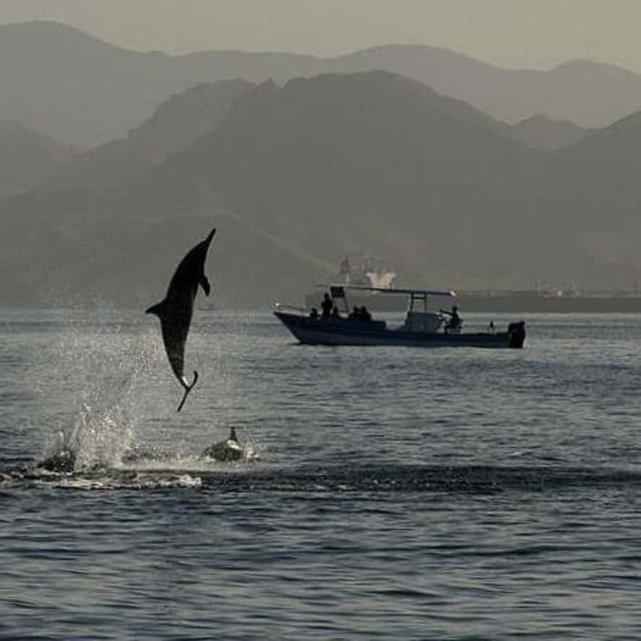 Muscat: Dolphin Watching Boat Trip with Snacks & Local Guide - How the $60 price measures up