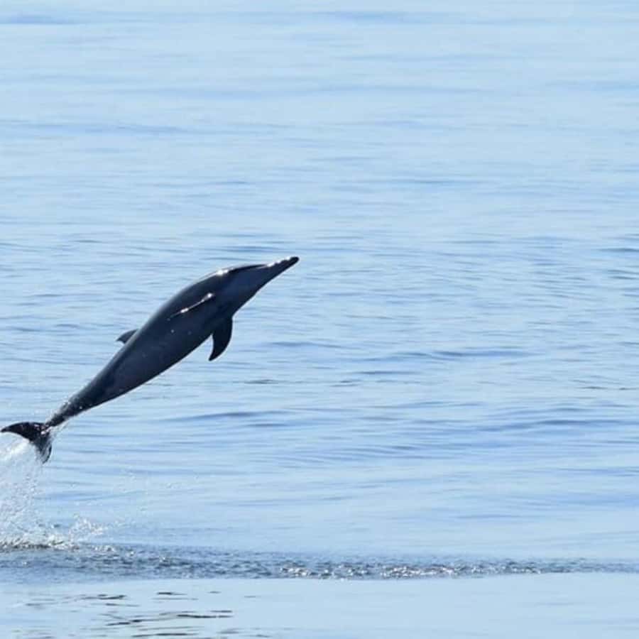 Muscat: Dolphin Watching Boat Trip with Snacks & Local Guide - Choosing between the morning departures